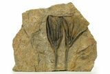 Ordovician Fossil Crinoid Plate - Marzane, Morocco #287083-1